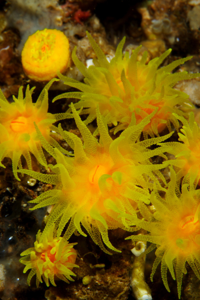 Sunset Cup Coral