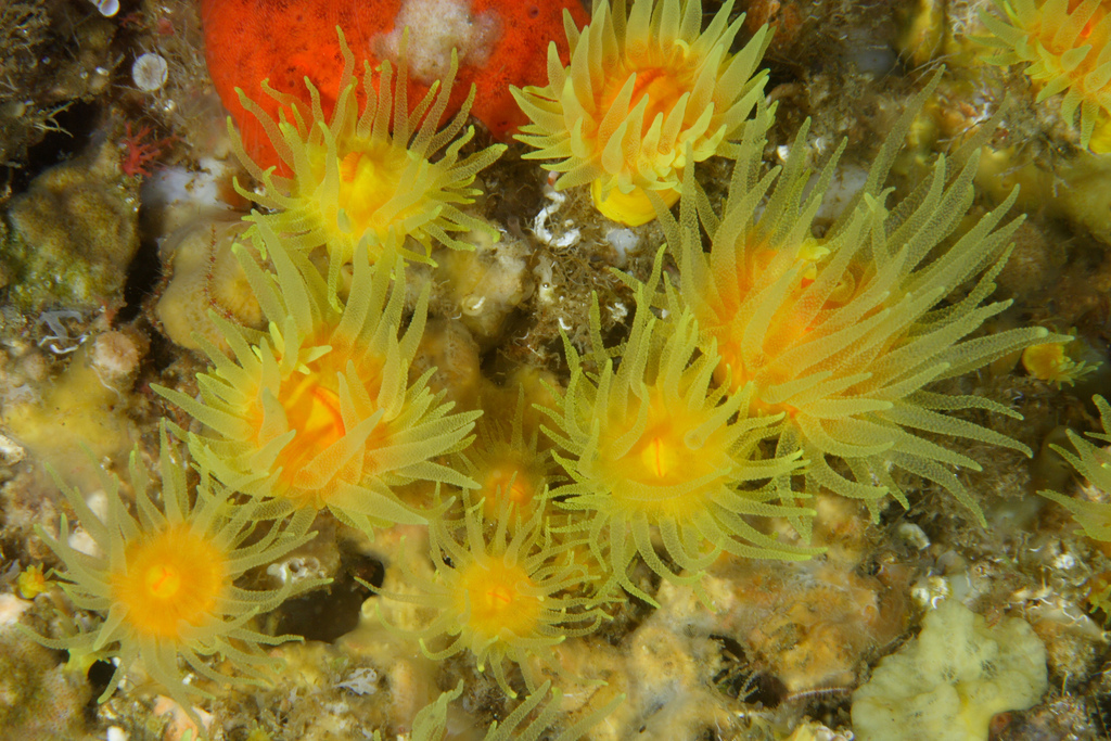 Sunset Cup Coral