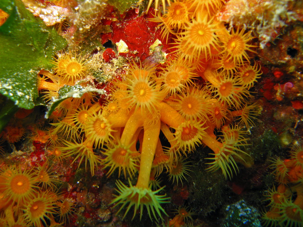 Yellow Cluster Anemone