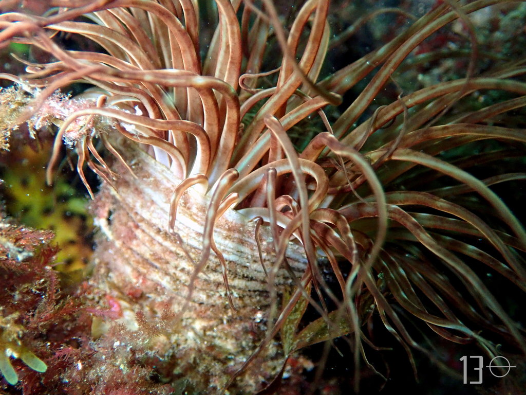 Cylinder Anemone