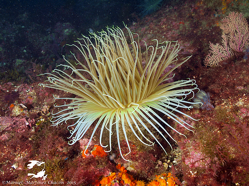 Cylinder Anemone
