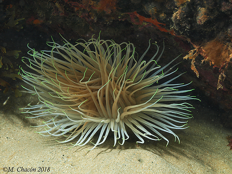 Cylinder Anemone