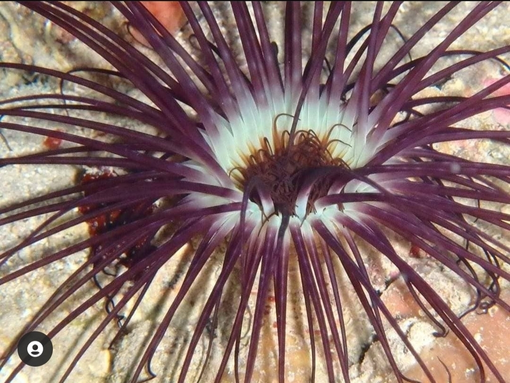 Cylinder Anemone