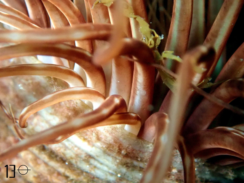 Cylinder Anemone