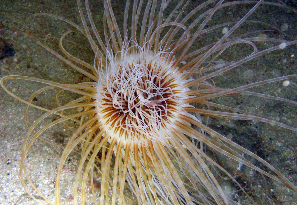 Cylinder Anemone