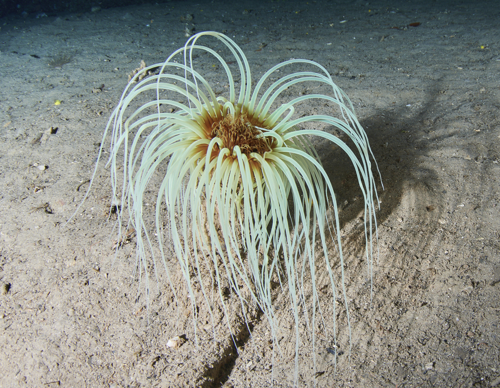 Cylinder Anemone
