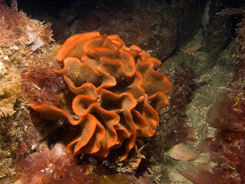 Rose De Mer