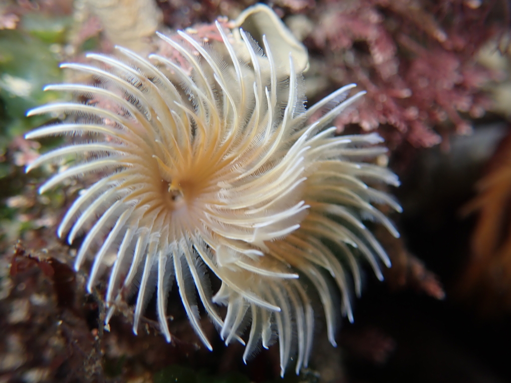 Twin Fanworm