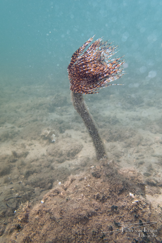 Twin Fanworm