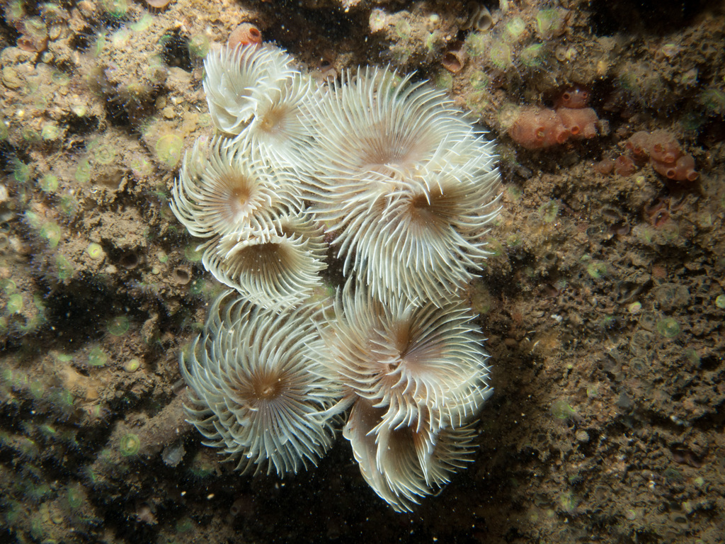Twin Fanworm