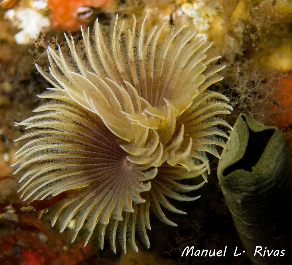 Twin Fanworm