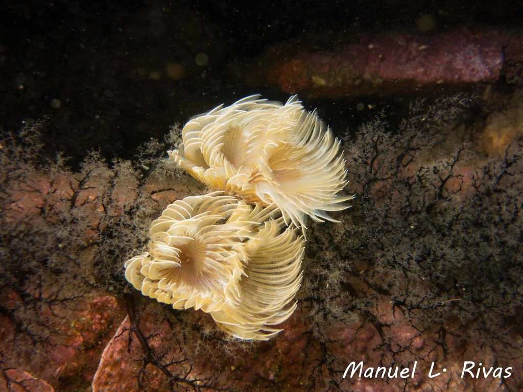 Twin Fanworm