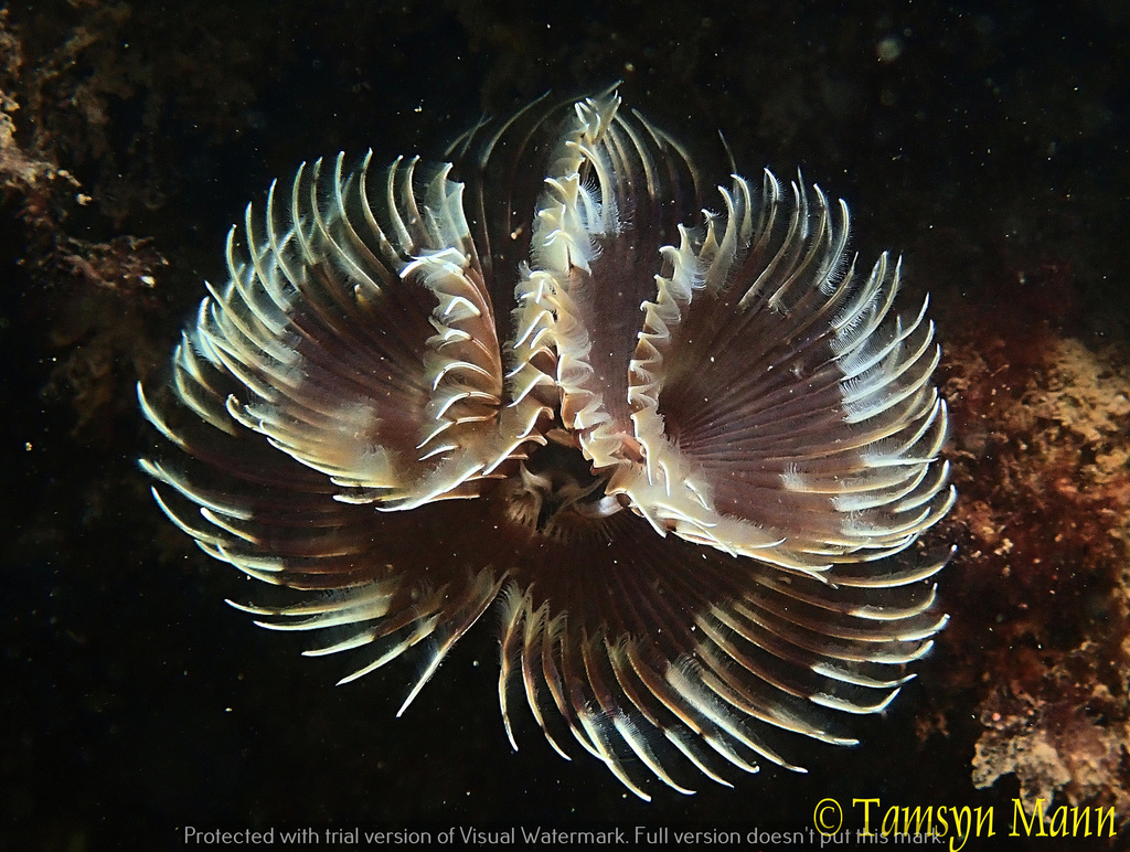 Twin Fanworm