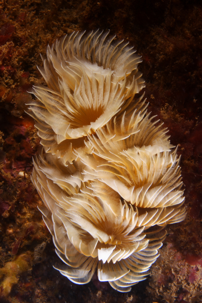 Twin Fanworm