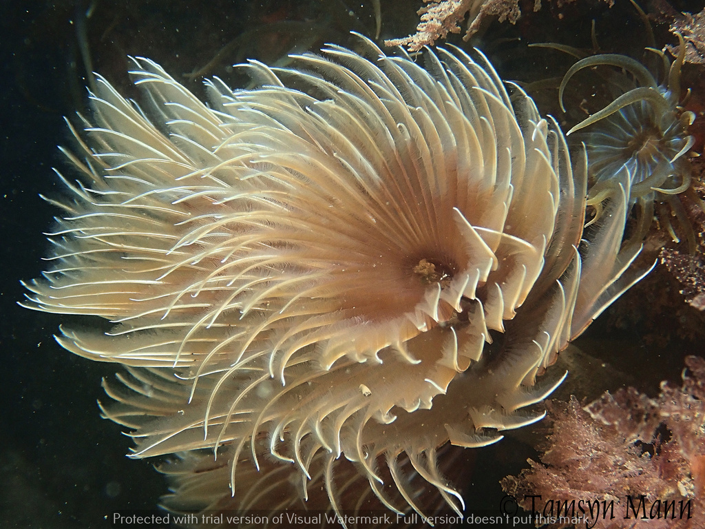 Twin Fanworm