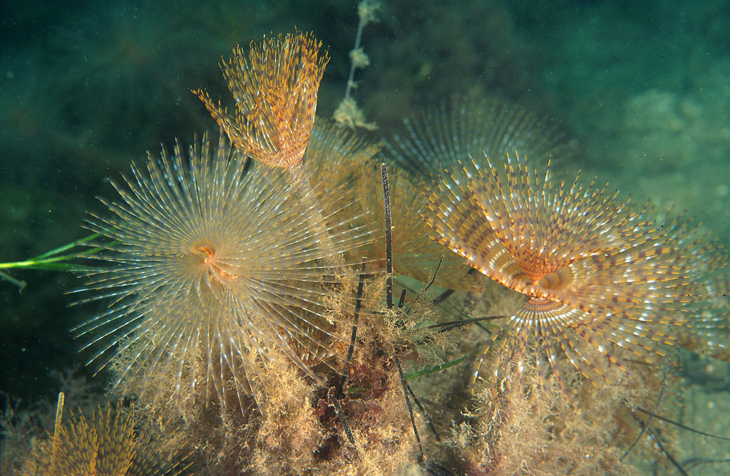 Mediterranean Fanworm