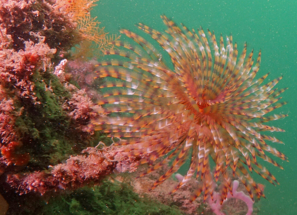 Mediterranean Fanworm