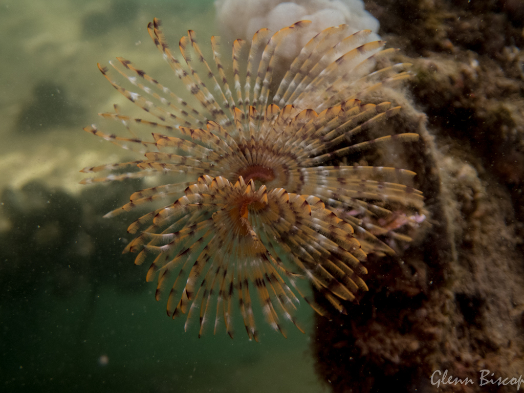 Mediterranean Fanworm