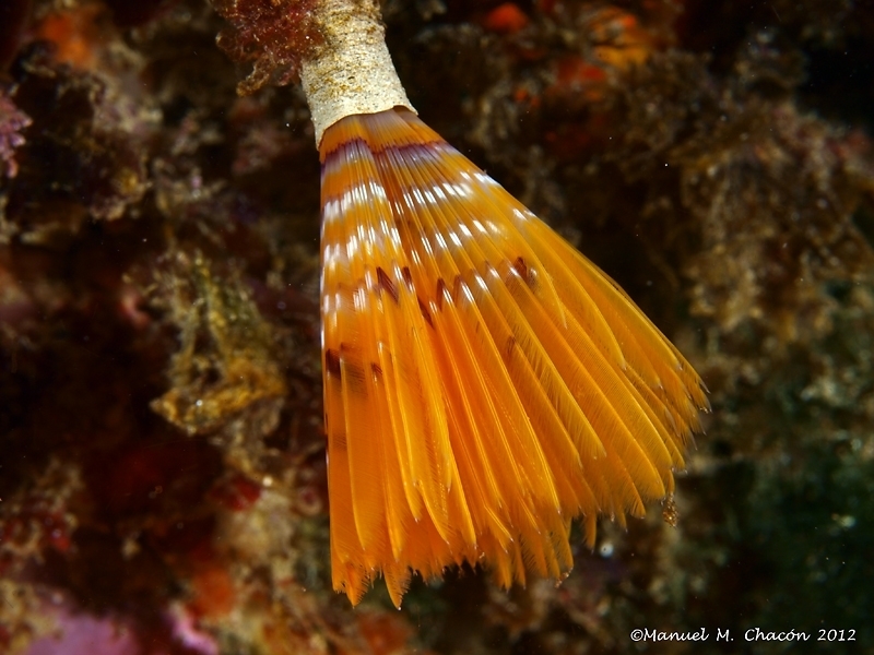 Mediterranean Fanworm