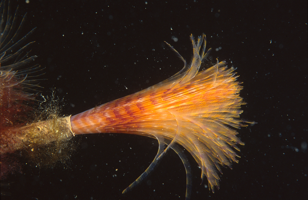 Mediterranean Fanworm