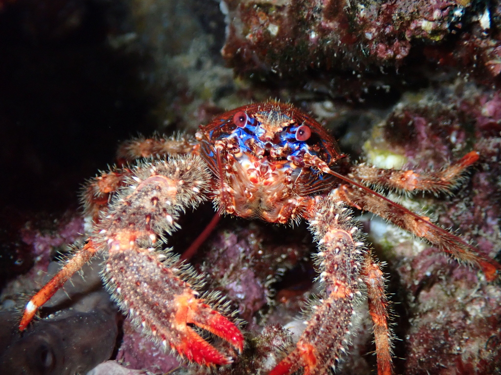 Spiny Squat Lobster