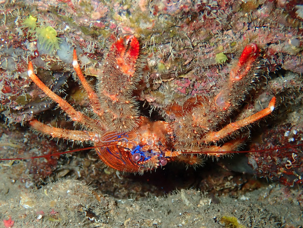 Galathée Bicolore
