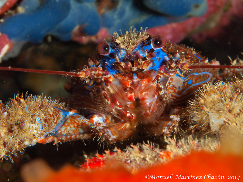 Spiny Squat Lobster