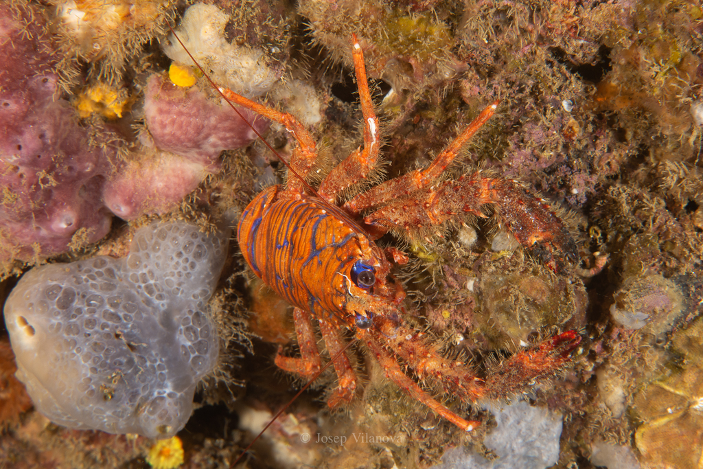 Spiny Squat Lobster