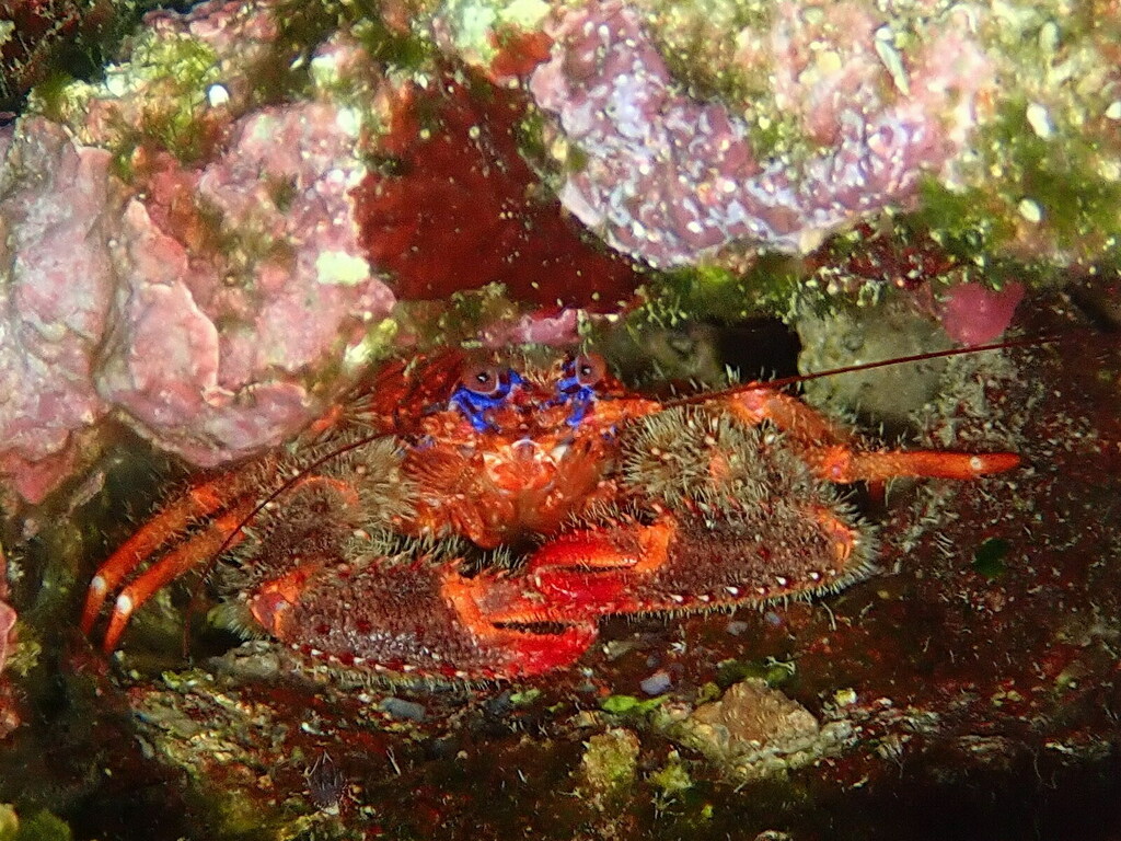 Spiny Squat Lobster