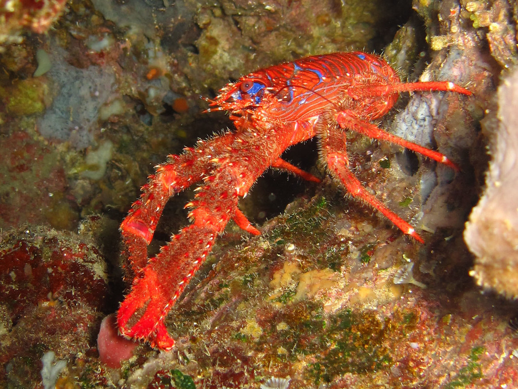 Spiny Squat Lobster