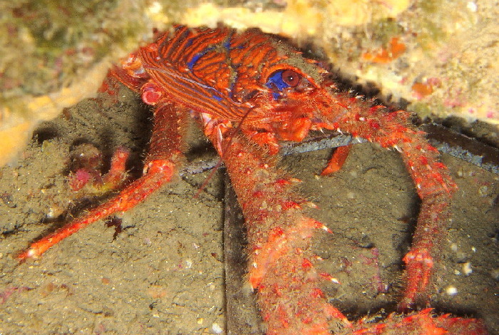 Spiny Squat Lobster
