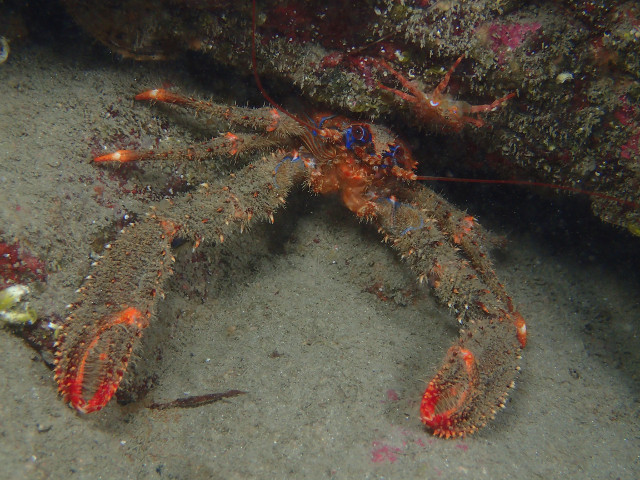 Spiny Squat Lobster