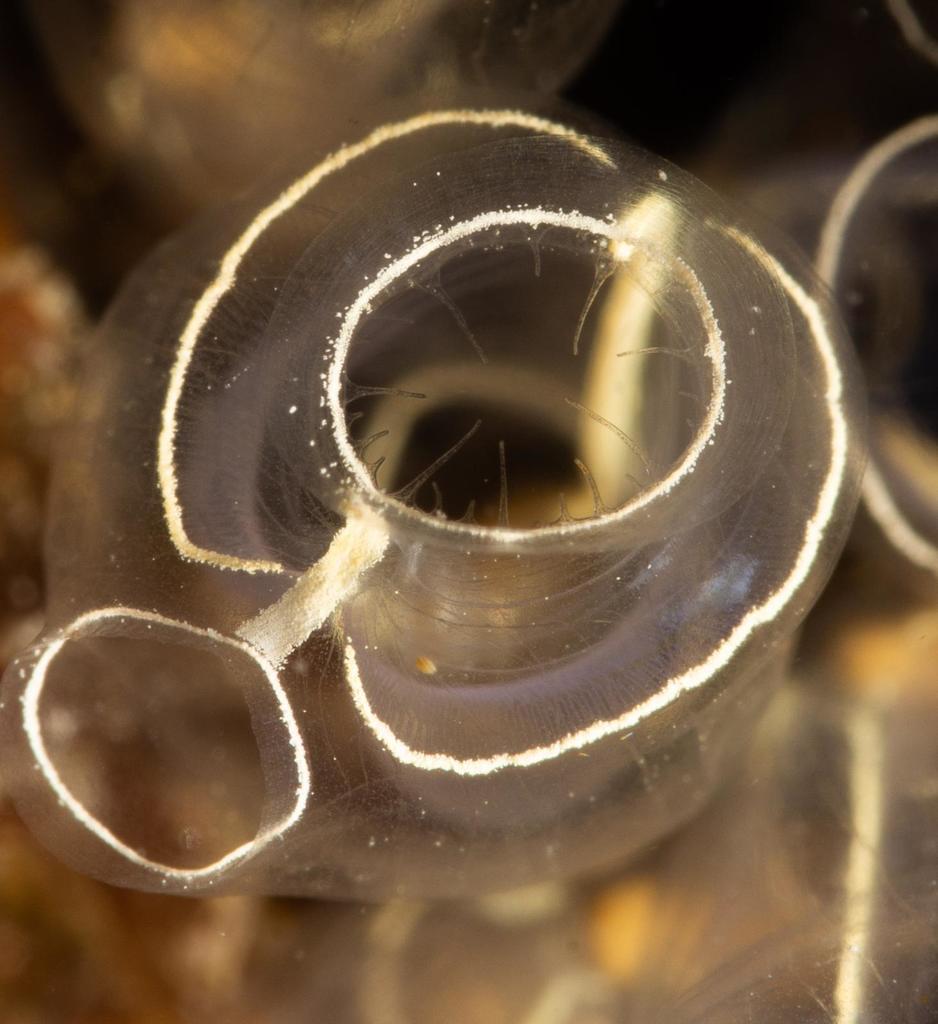 Lightbulb Sea Squirt