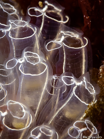 Lightbulb Sea Squirt