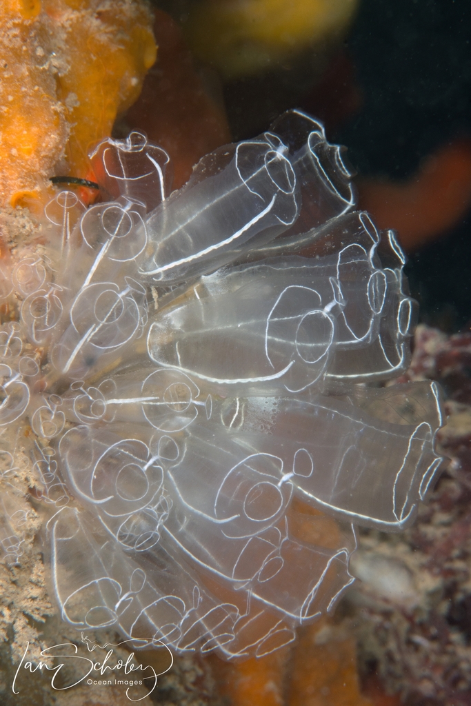 Lightbulb Sea Squirt