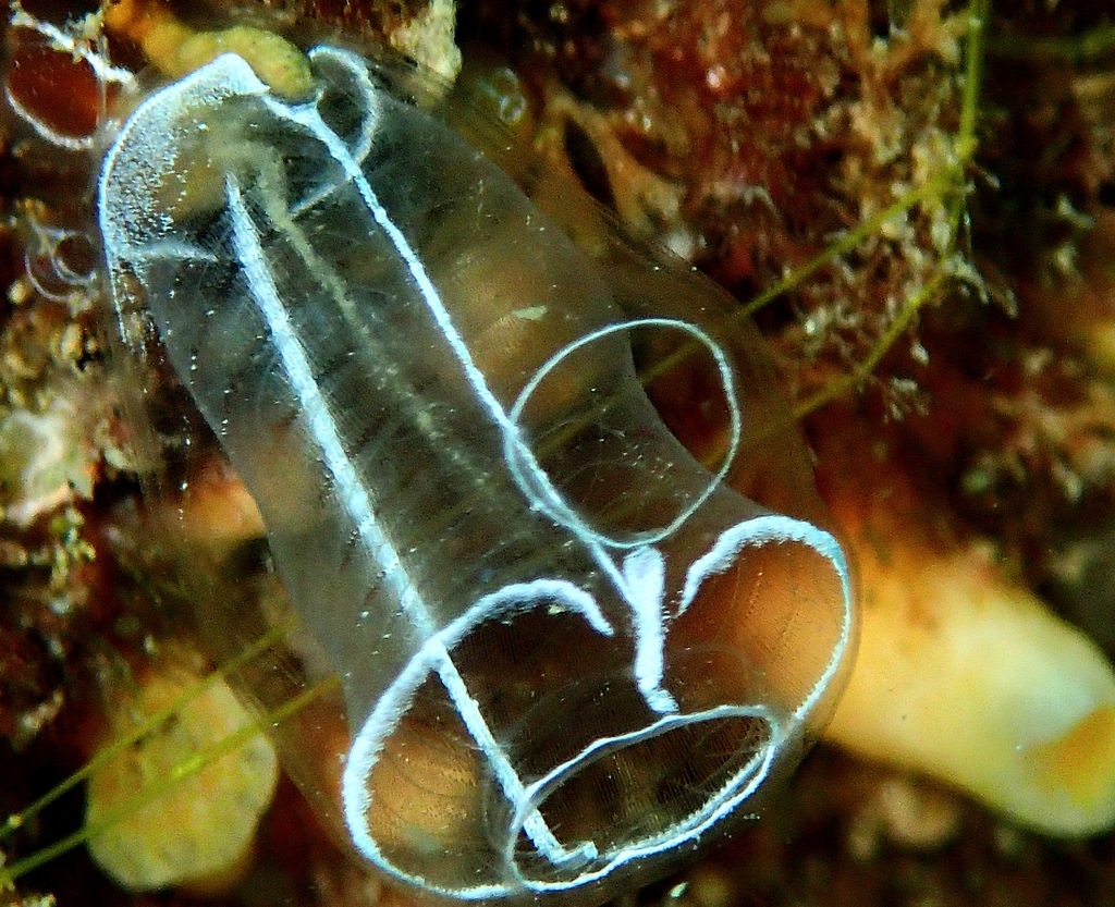 Lightbulb Sea Squirt