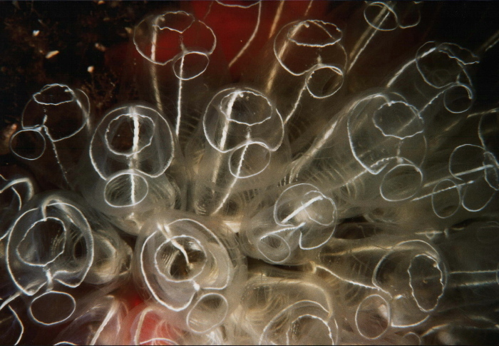Lightbulb Sea Squirt