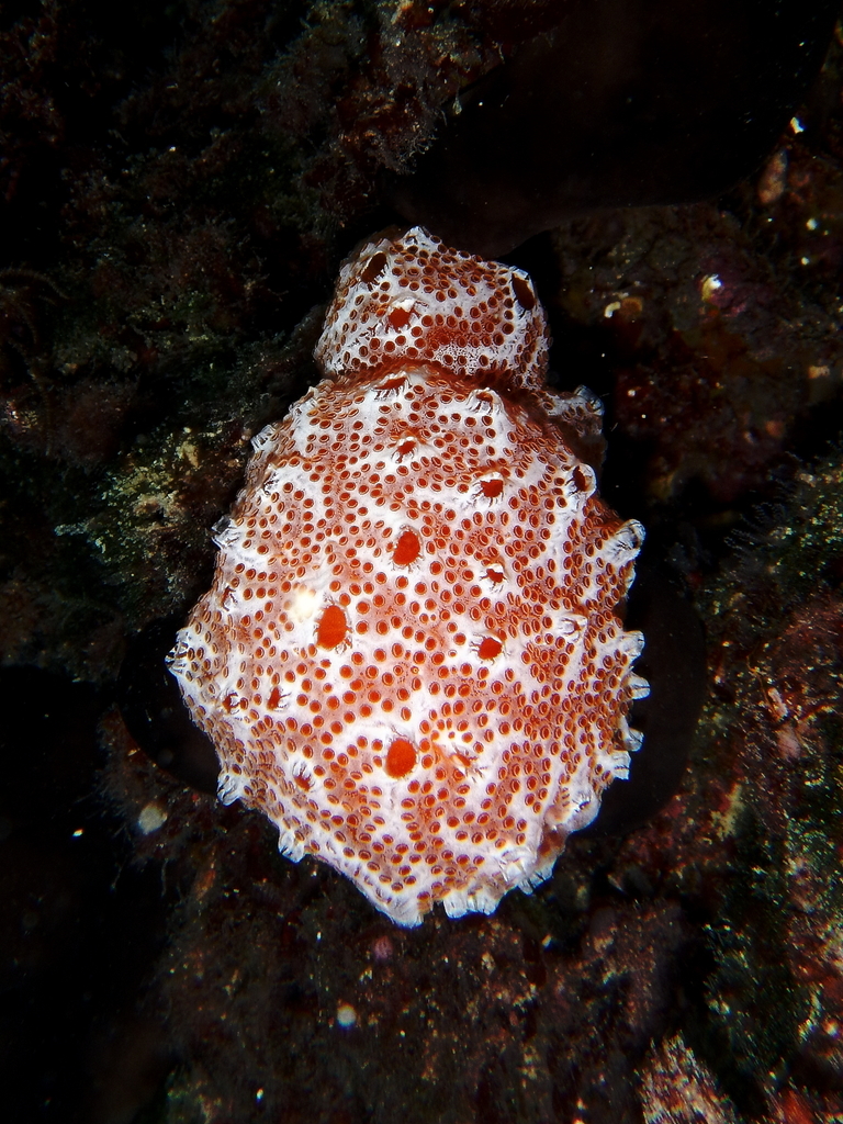 Sea Strawberry