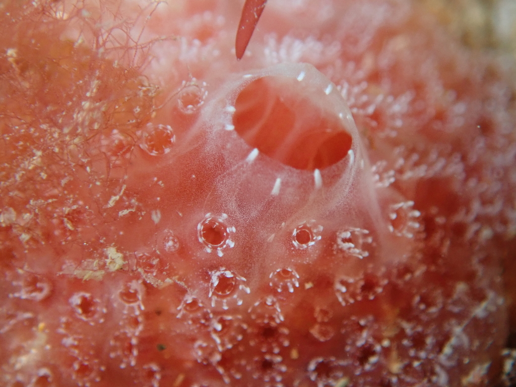 Sea Strawberry