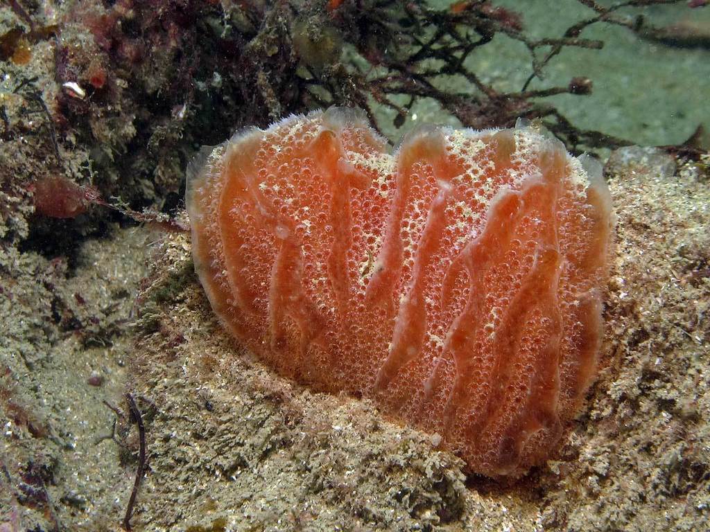 Sea Strawberry