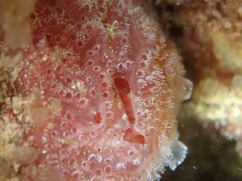 Sea Strawberry
