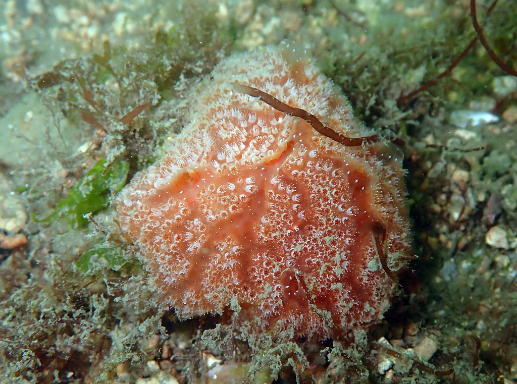 Sea Strawberry
