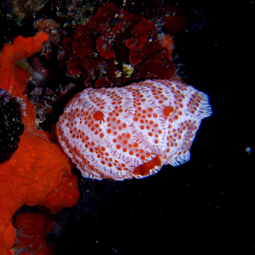 Sea Strawberry