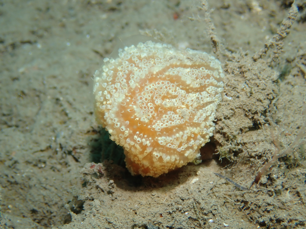 Sea Strawberry