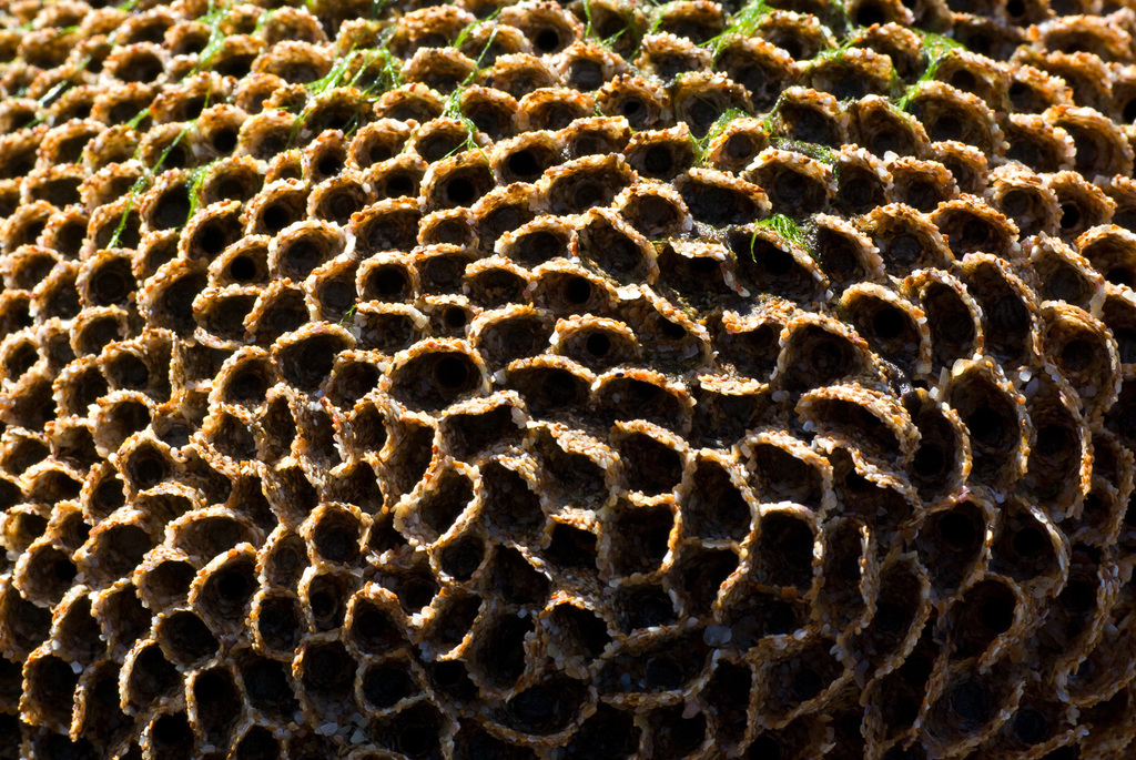 Honeycomb Worm
