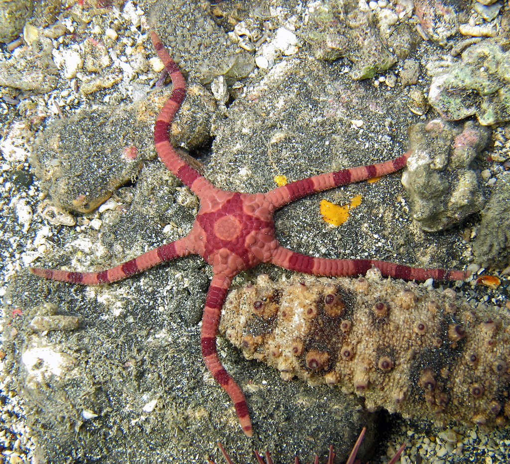 Banded Brittle Star
