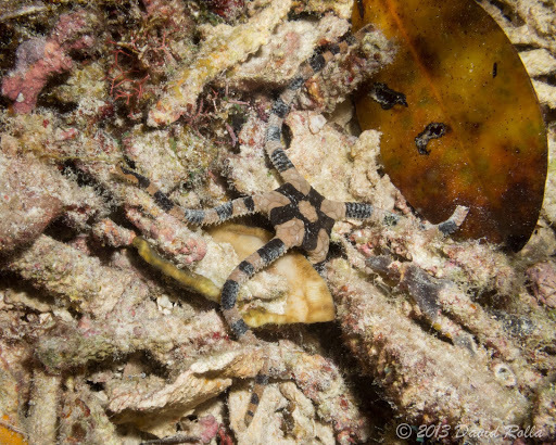 Banded Brittle Star
