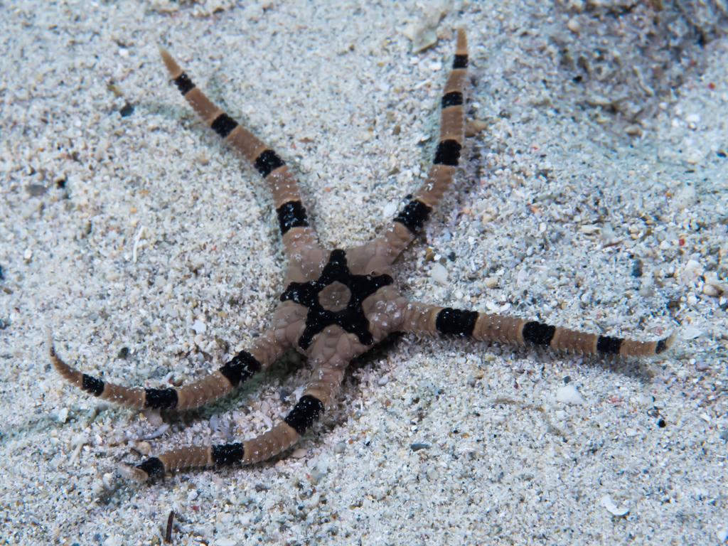 Banded Brittle Star