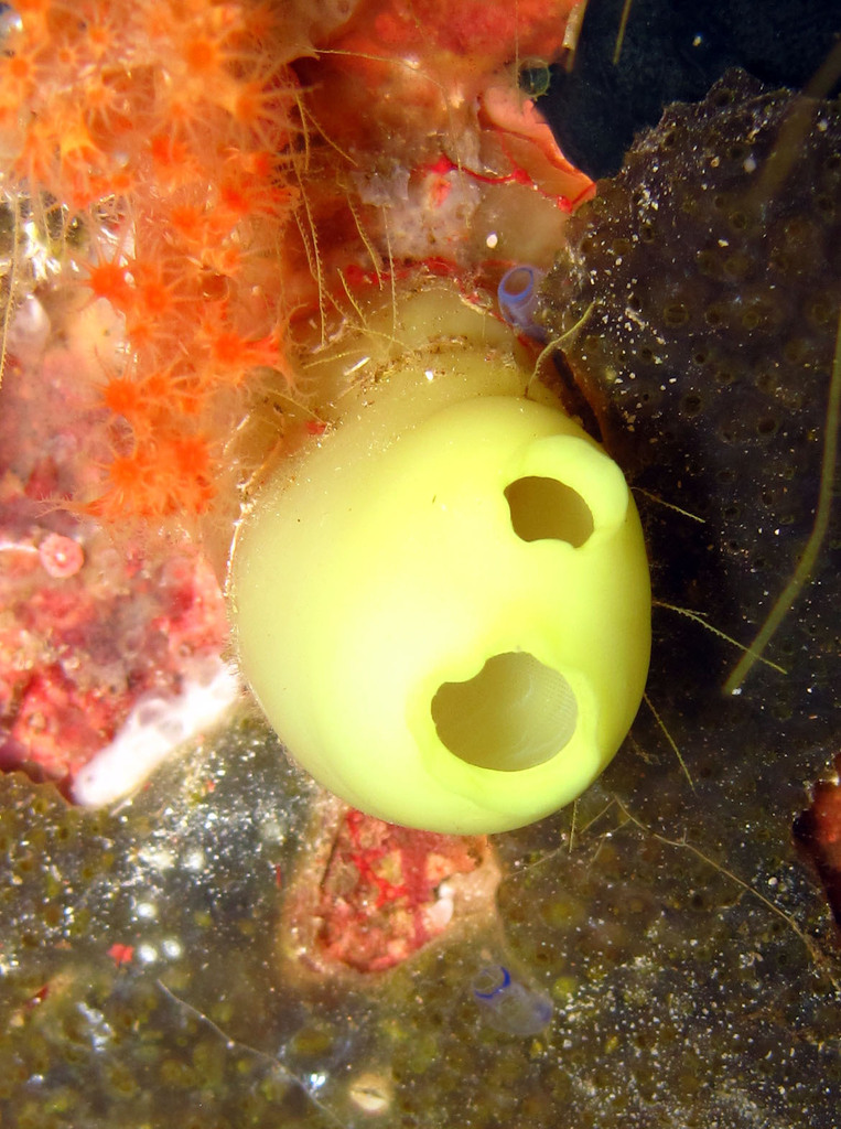 Rhopalaea Crassa
