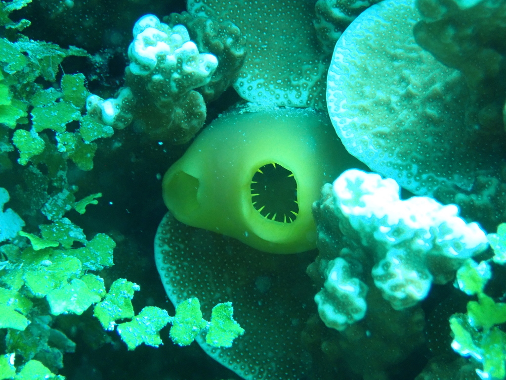 Rhopalaea Crassa